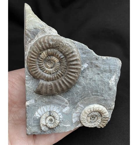 ammomite fossil for sale uk|british ammonite for sale uk.